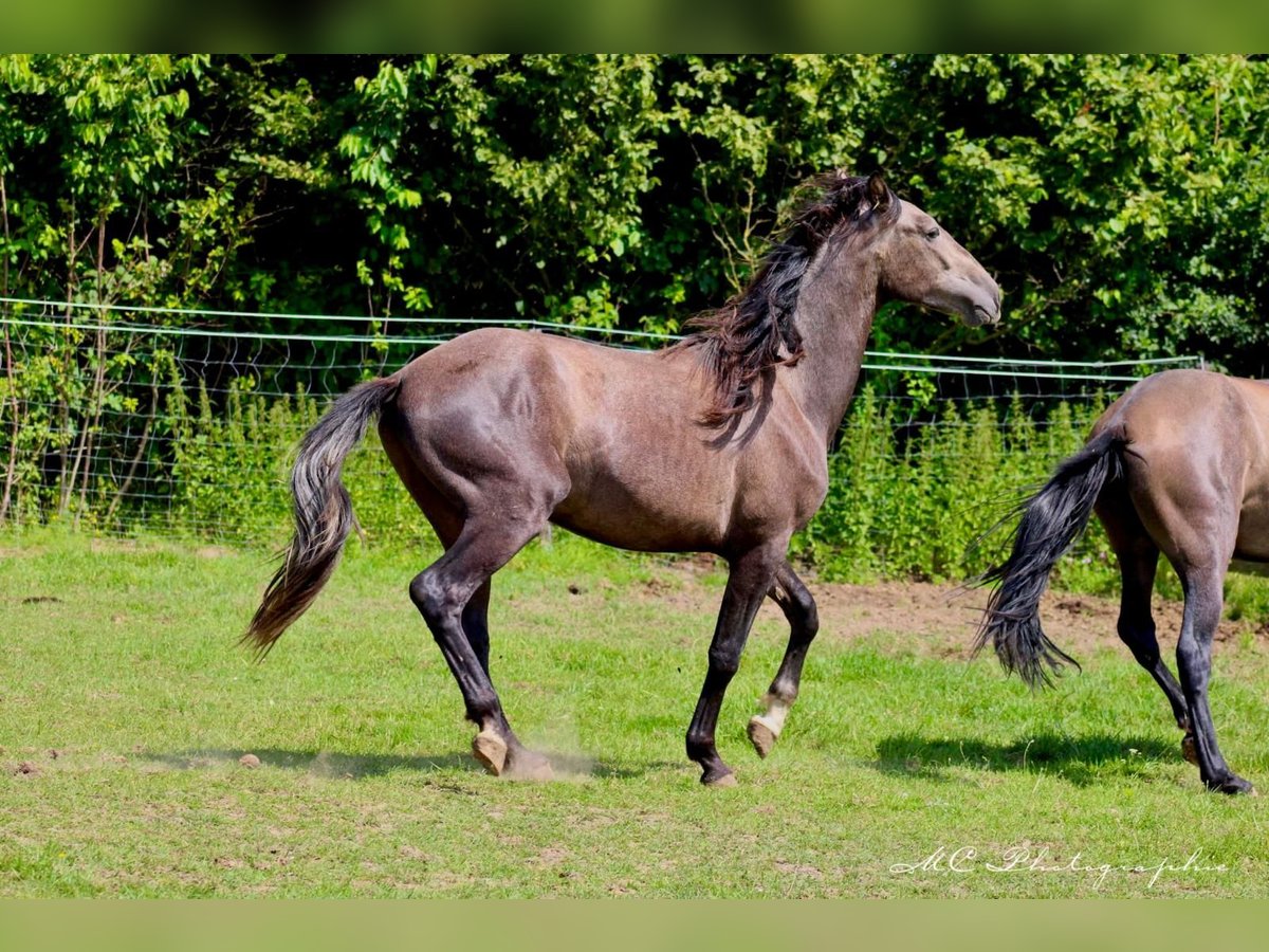 PRE Étalon 2 Ans 160 cm Gris in /Polenz