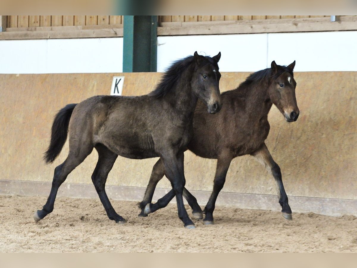 PRE Étalon 2 Ans 160 cm Gris in Waldh&#xF6;lzbach