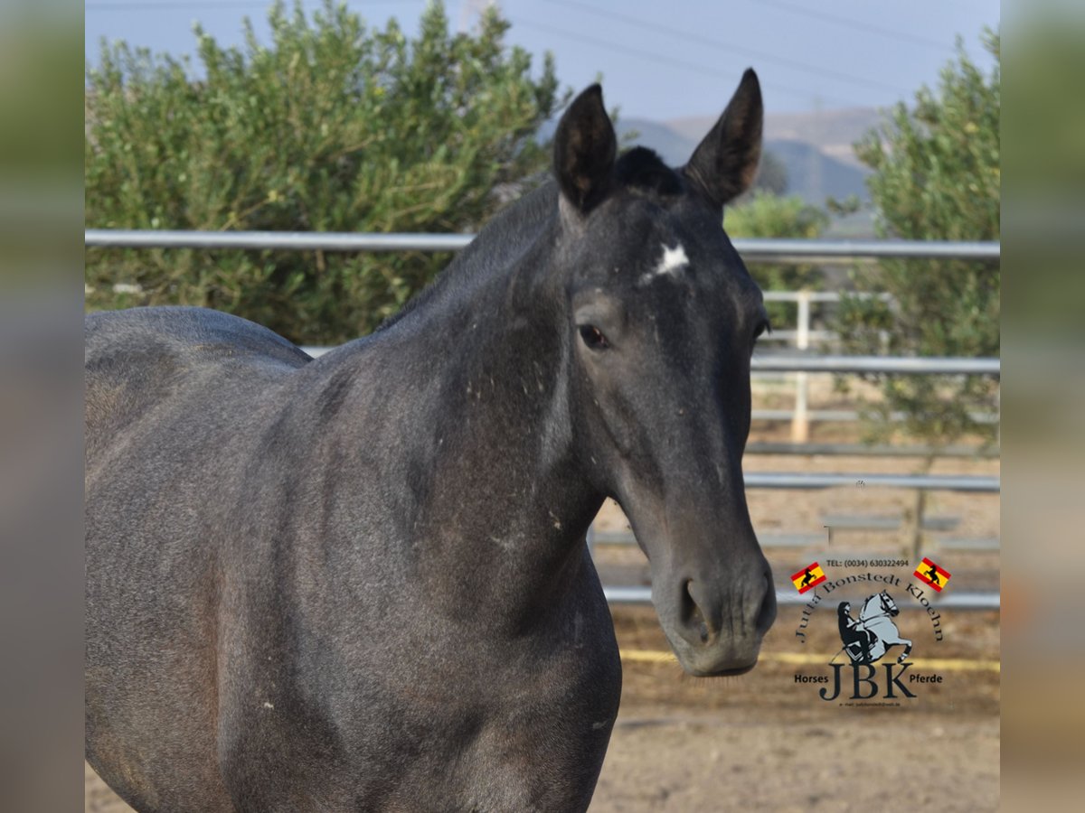 PRE Étalon 2 Ans 160 cm Gris noir in Tabernas Almeria