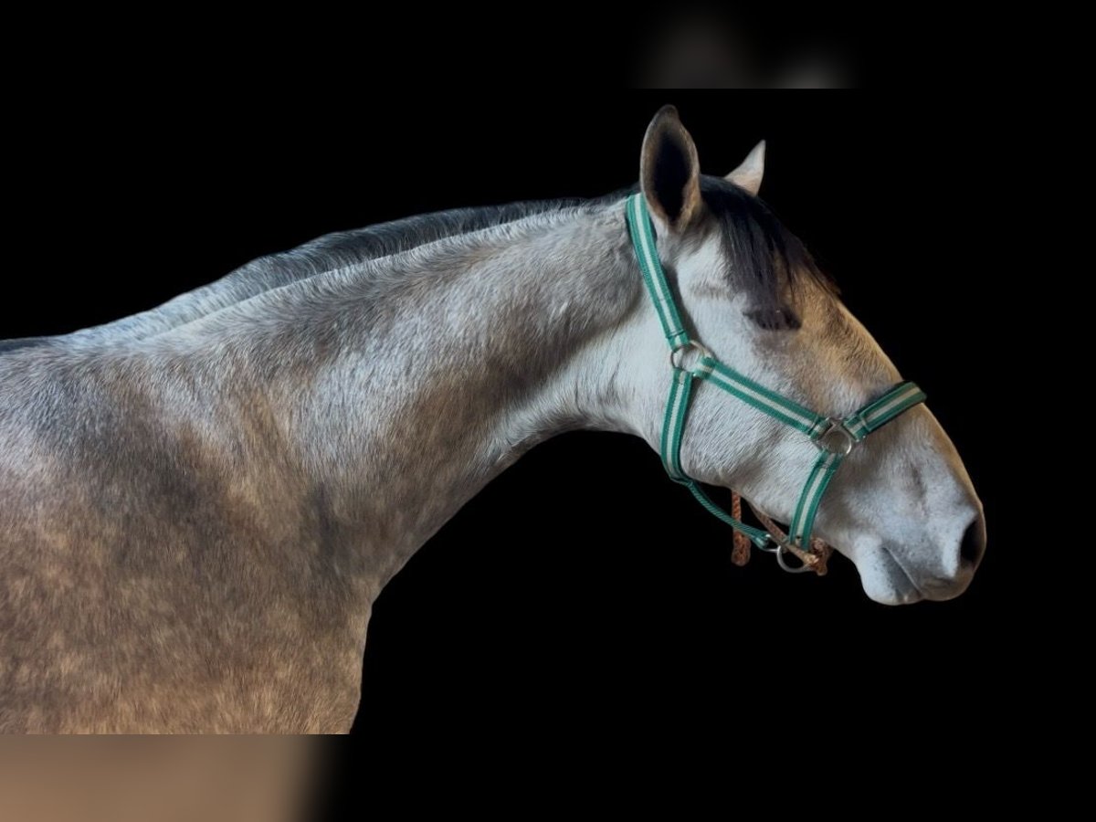 PRE Croisé Étalon 2 Ans 160 cm Gris pommelé in San José de La Rinconada