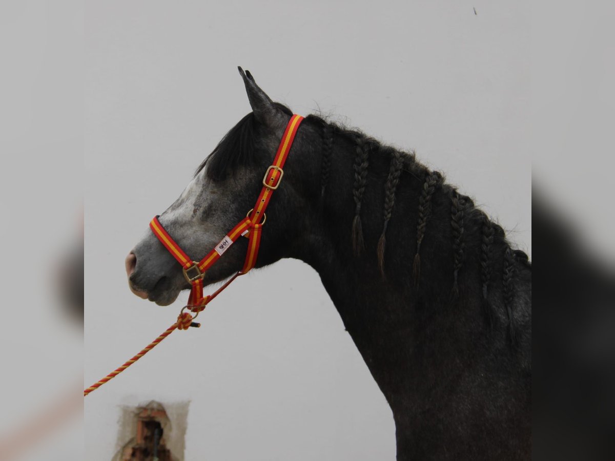 PRE Croisé Étalon 2 Ans 160 cm Gris in Vejer de la Frontera