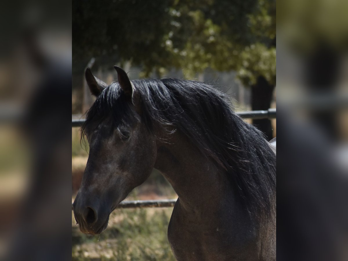 PRE Étalon 2 Ans 161 cm Gris pommelé in Sevilla