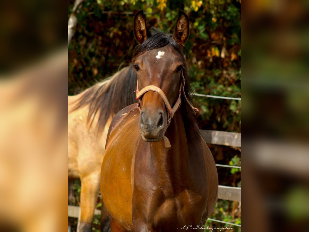 PRE Croisé Étalon 2 Ans 162 cm Bai in Brandis