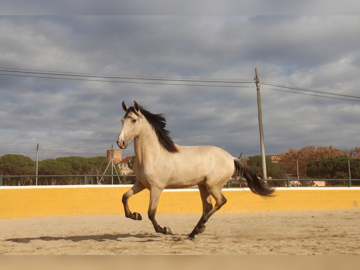 PRE Croisé Étalon 2 Ans 162 cm Isabelle in Hamburg