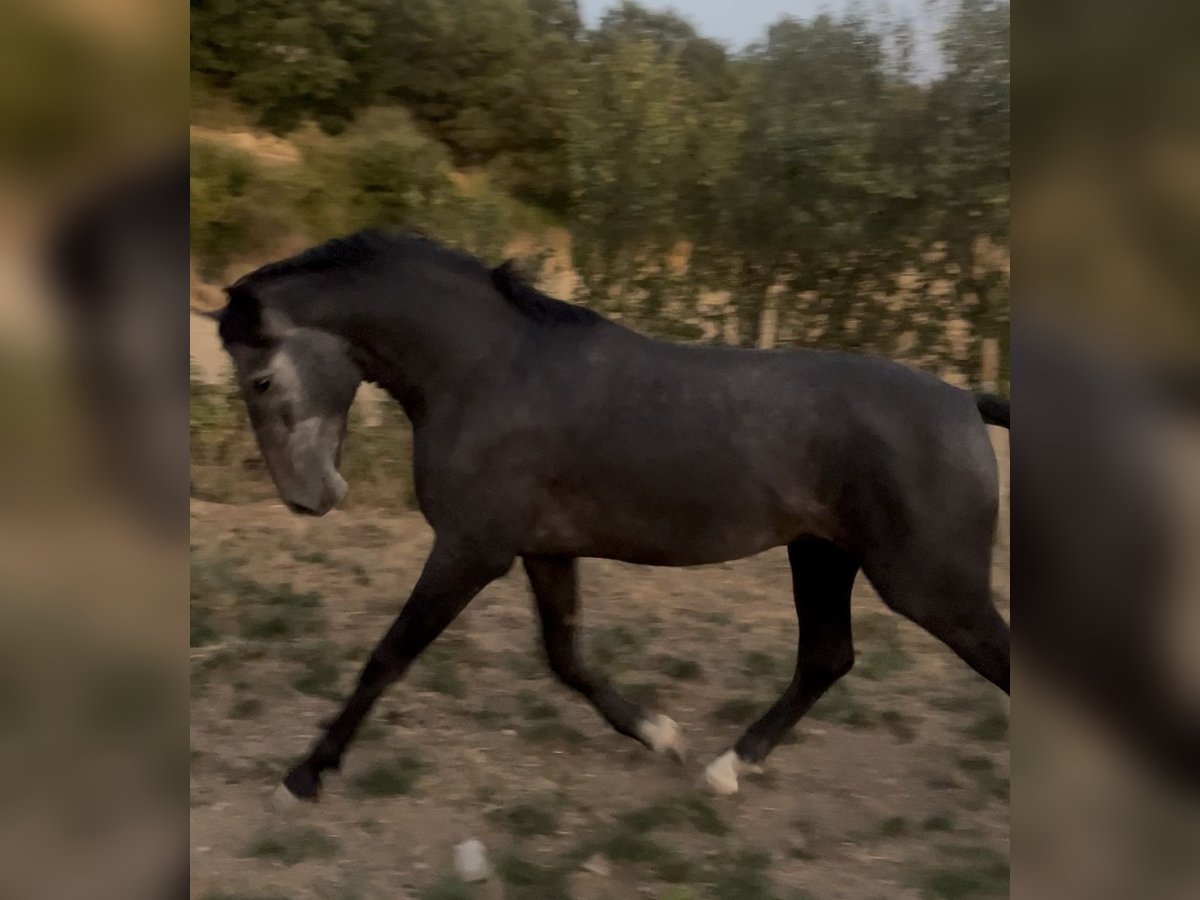 PRE Croisé Étalon 2 Ans 163 cm Gris in Estella/Lizarra PRE Croisé Étalon 2 Ans 163 cm Gris in Estella/Lizarra