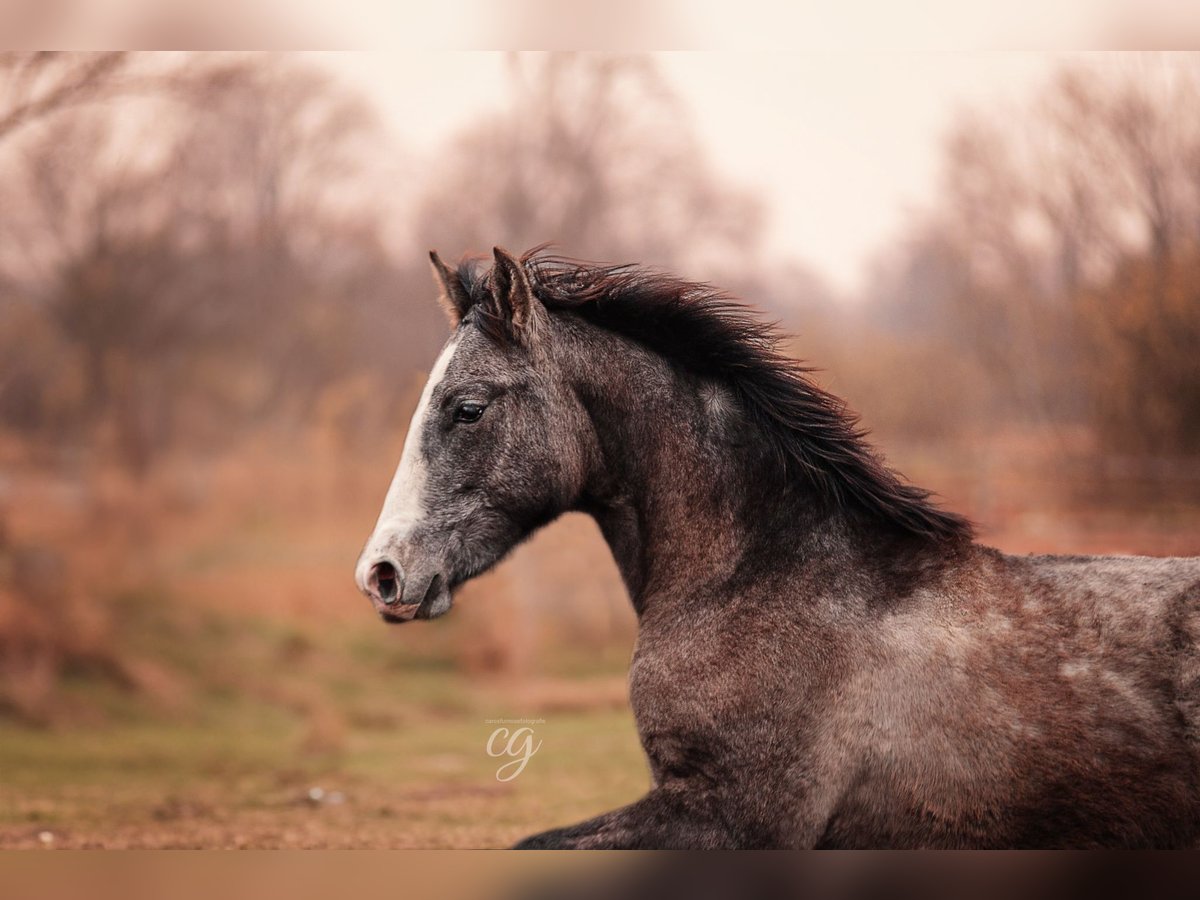 PRE Étalon 2 Ans 163 cm Gris in Lübbenau