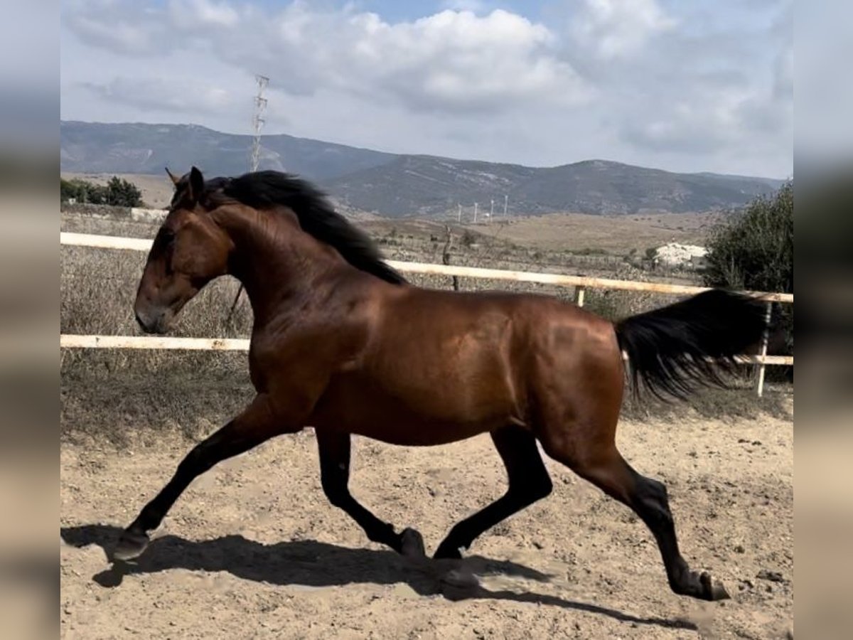 PRE Étalon 2 Ans 164 cm Bai cerise in Tarifa