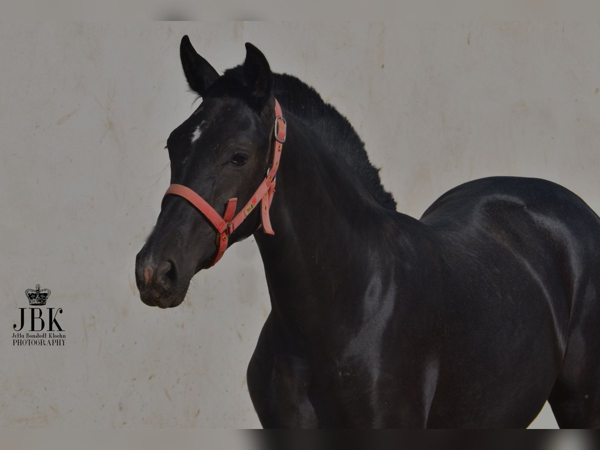 PRE Étalon 2 Ans 164 cm Gris noir in Tabernas Almería