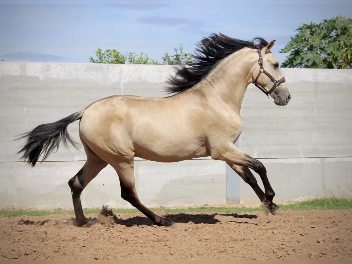 PRE Croisé Étalon 2 Ans 165 cm Buckskin in Valencia