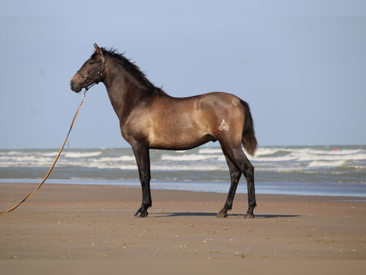 PRE Étalon 2 Ans 165 cm Gris in Alveringem
