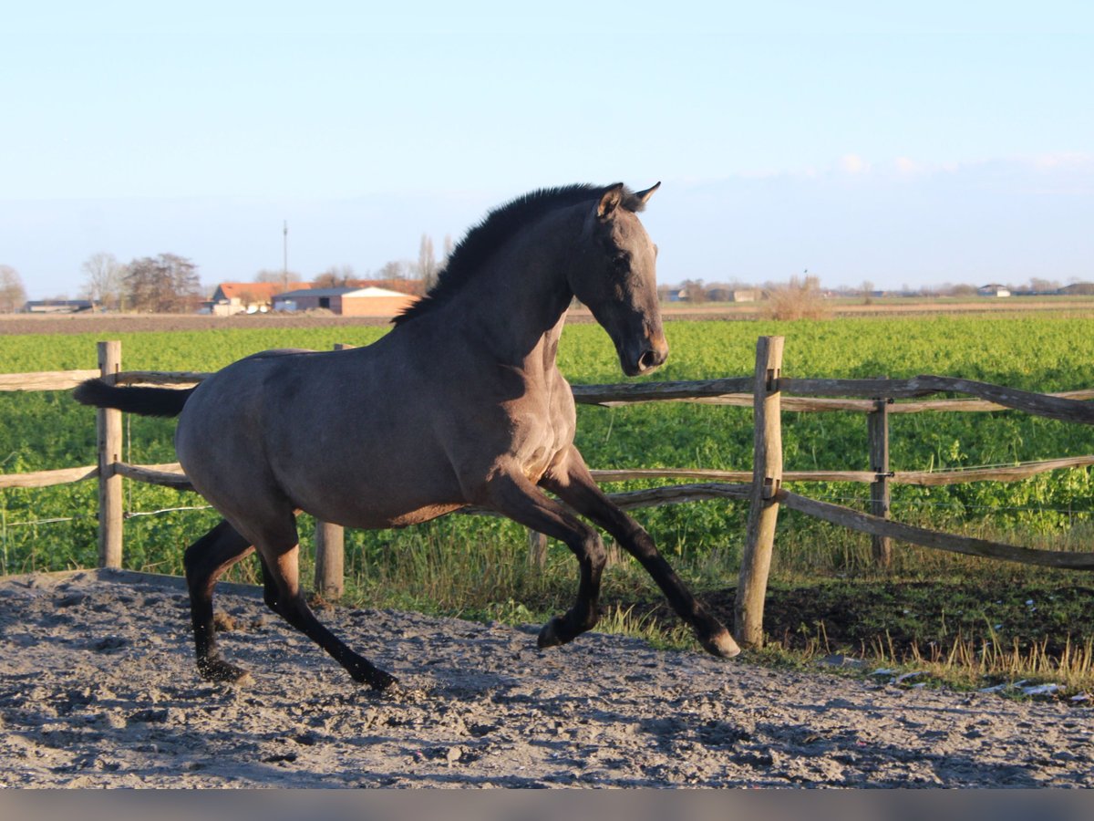 PRE Étalon 2 Ans 165 cm Gris in Alveringem