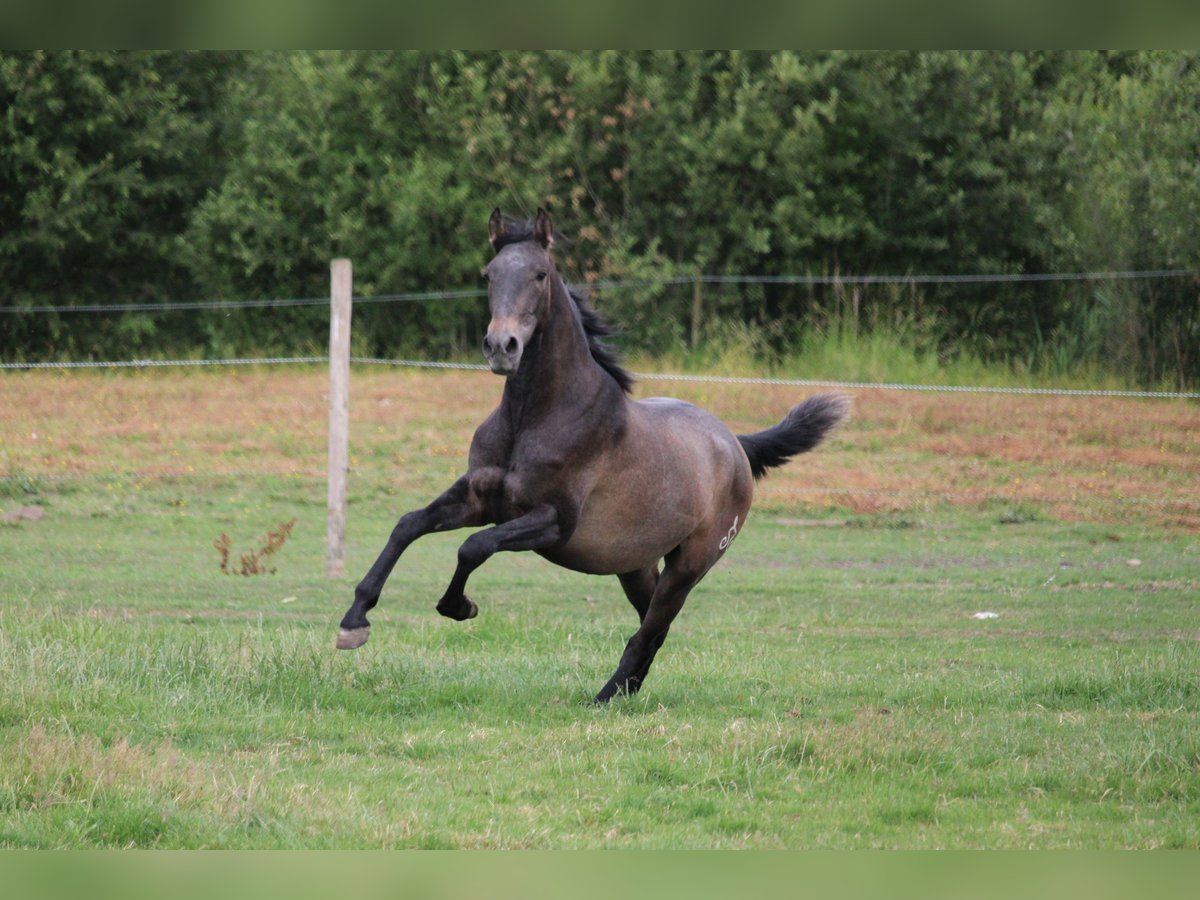 PRE Étalon 2 Ans 165 cm Gris in Alveringem