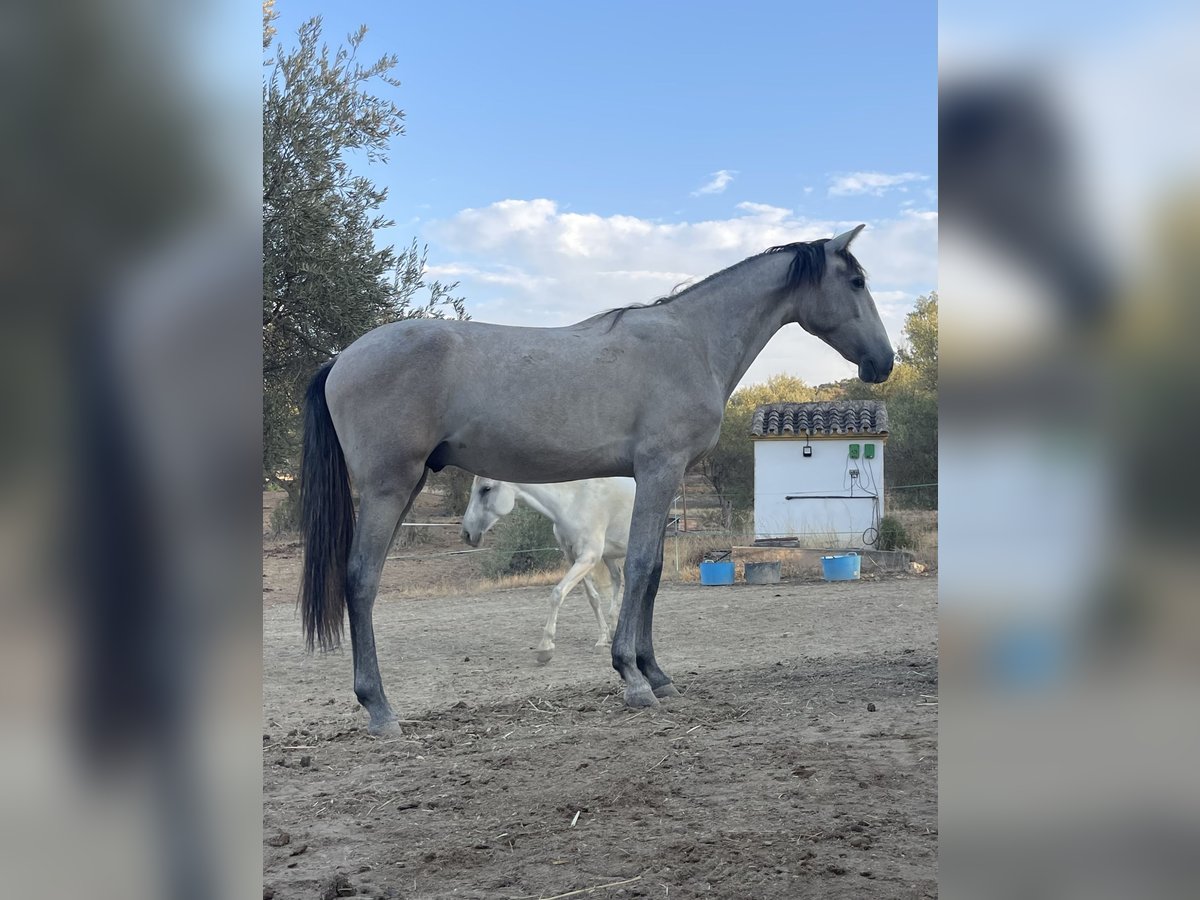 PRE Étalon 2 Ans 165 cm Gris in Coín, Malaga