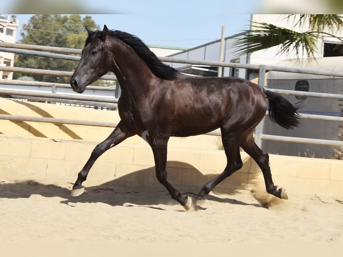 PRE Étalon 2 Ans 165 cm Noir in Provinz Malaga