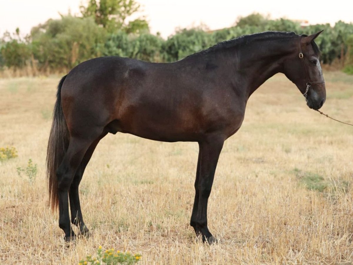 PRE Croisé Étalon 2 Ans 166 cm Gris in Navas Del Madroño