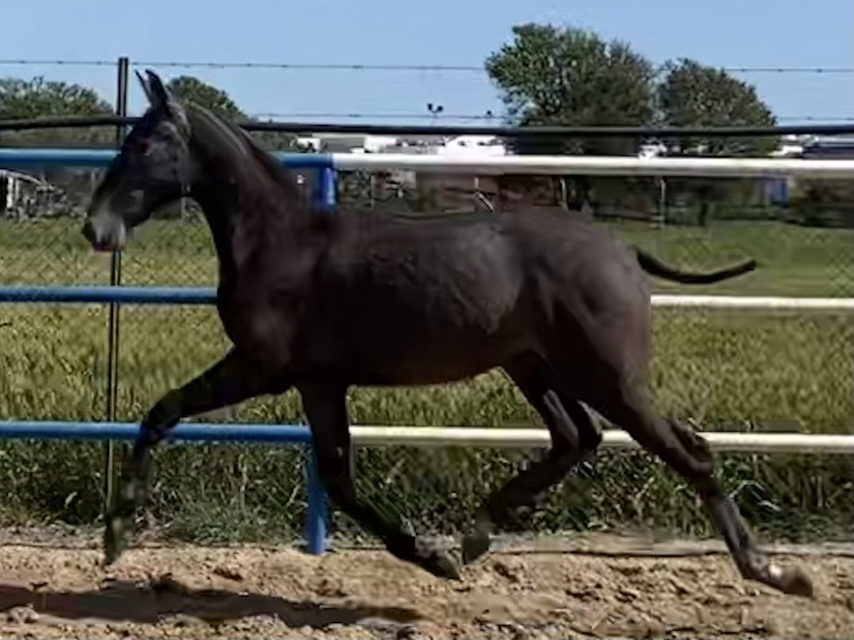 PRE Étalon 2 Ans 167 cm Gris in Fuentes De Andalucia