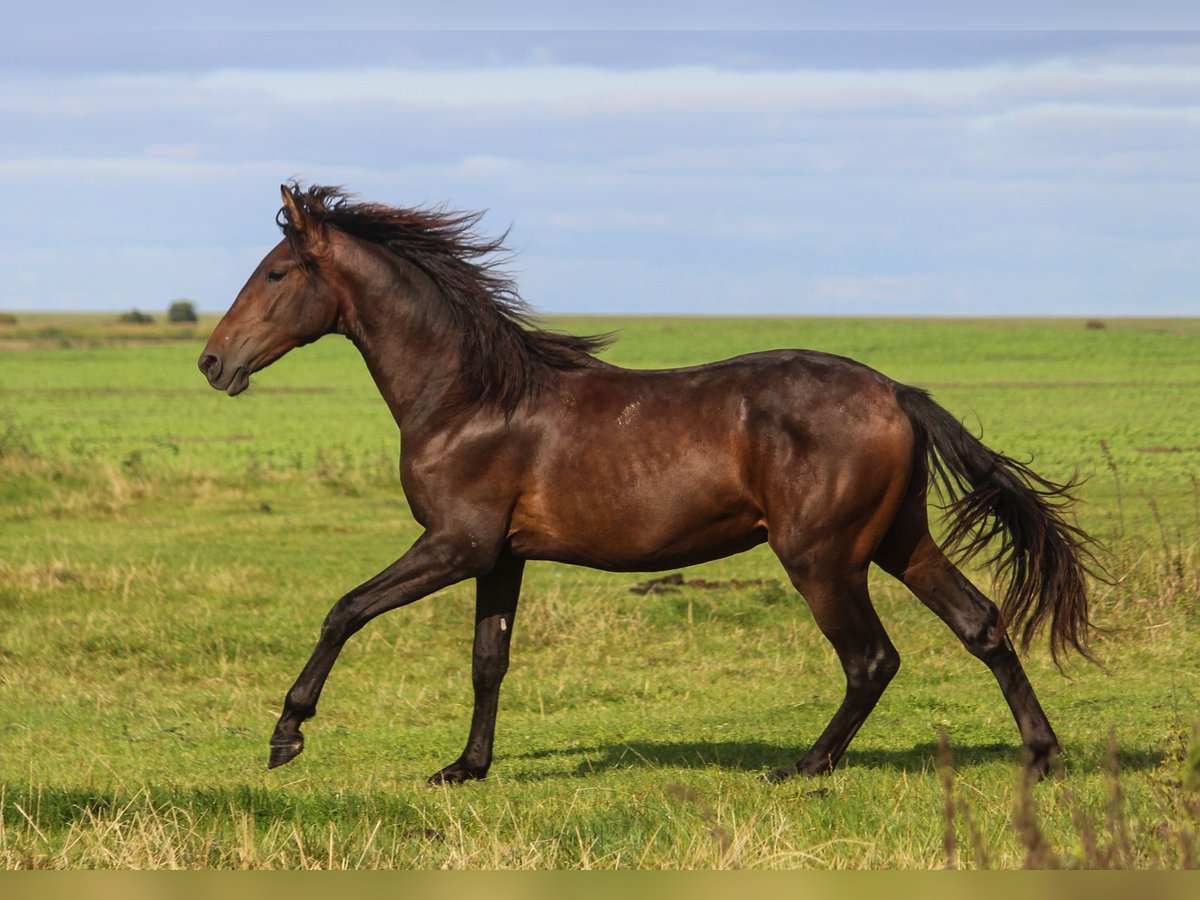 PRE Croisé Étalon 2 Ans 168 cm Bai brun in Wremen