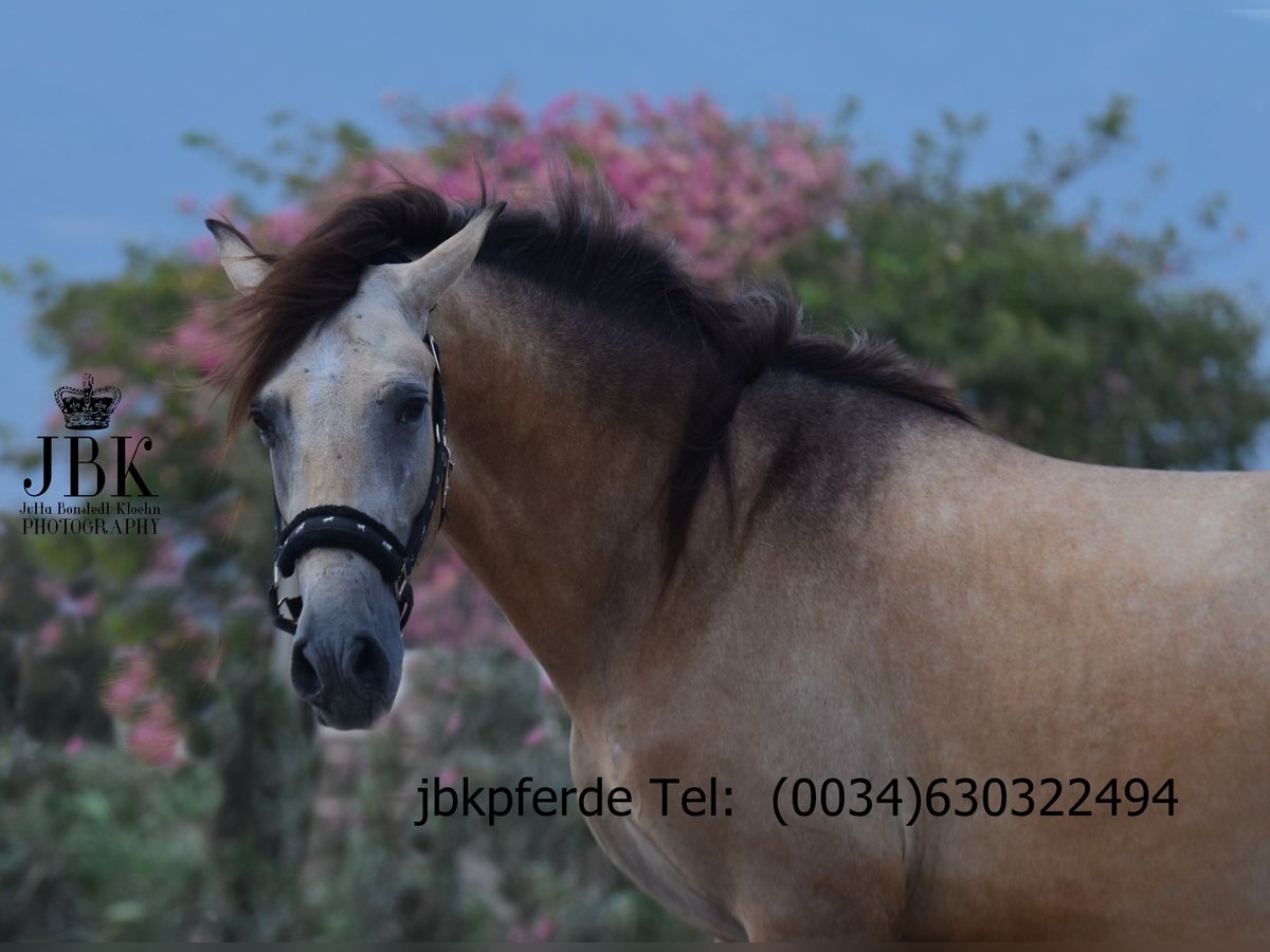 PRE Croisé Étalon 2 Ans 168 cm Isabelle in Tabernas Almeria
