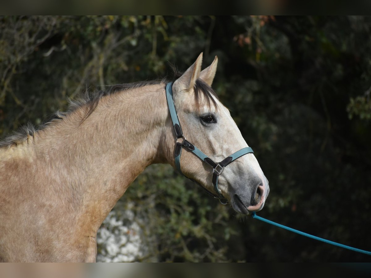 PRE Étalon 2 Ans 170 cm Gris in Sevilla