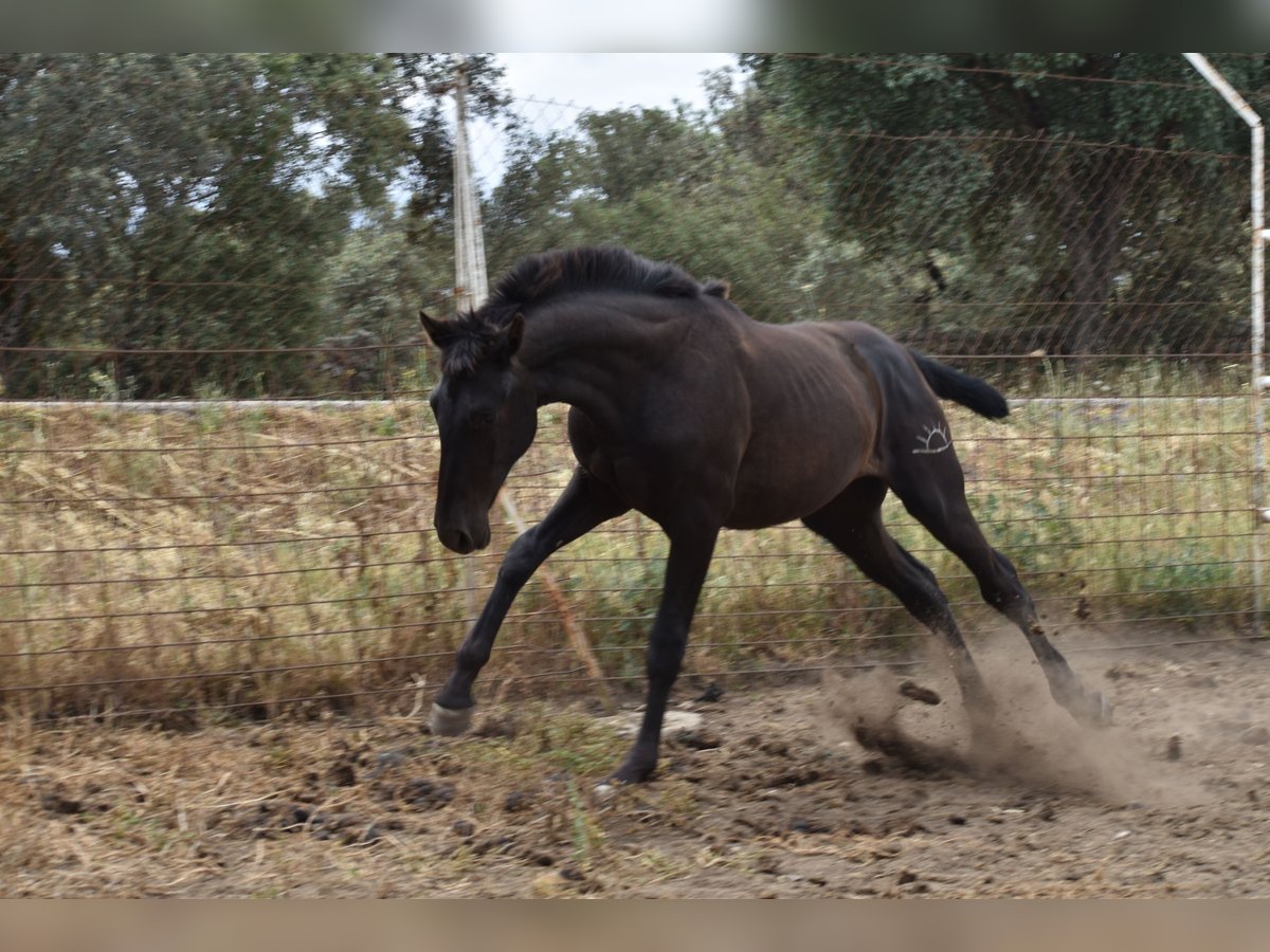 PRE Étalon 2 Ans 170 cm Noir in El Real De La Jara