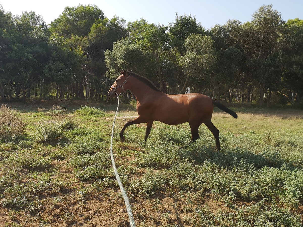 PRE Étalon 2 Ans Bai clair in El Vendrell