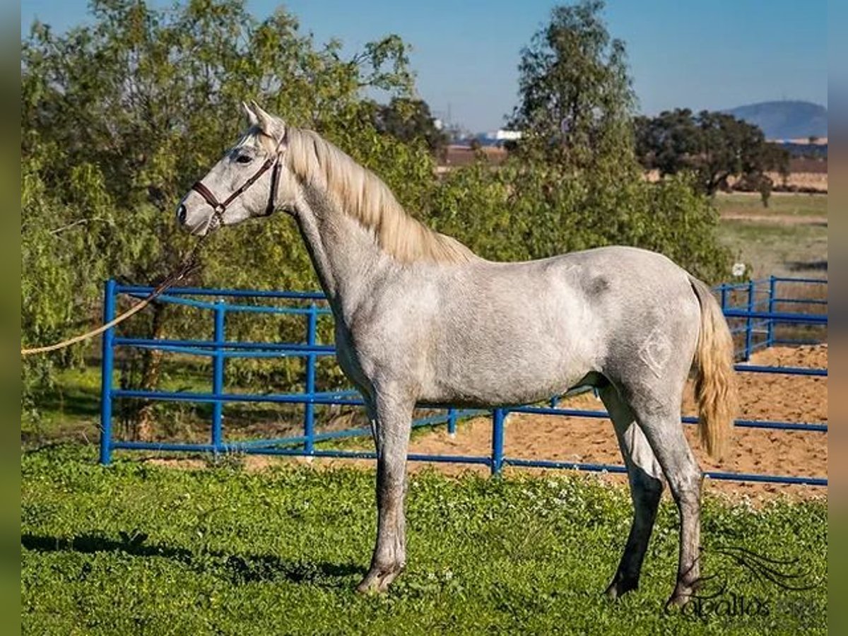 PRE Croisé Étalon 2 Ans Gris in Badajoz