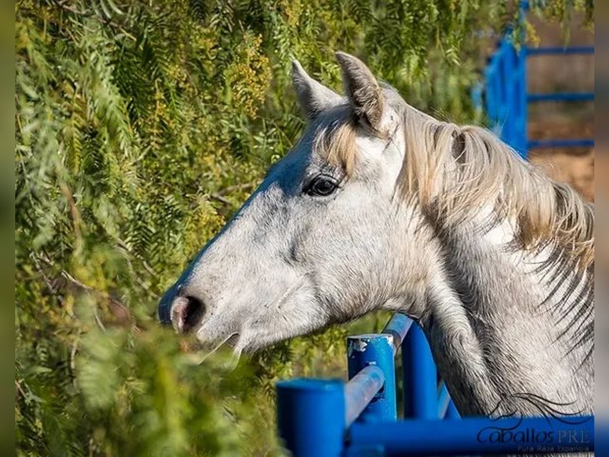 PRE Étalon 2 Ans Gris in Badajoz