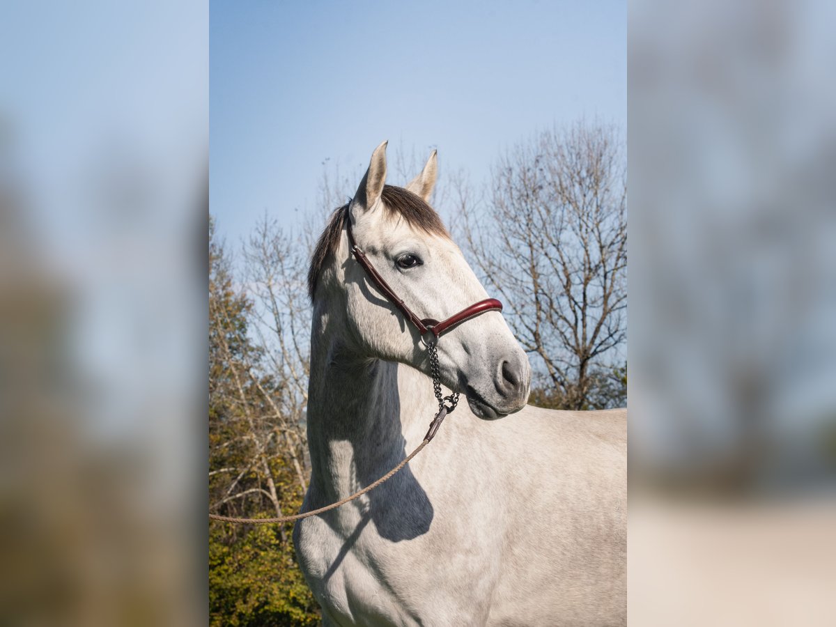 PRE Croisé Étalon 2 Ans Gris in BetchatCAUMONT