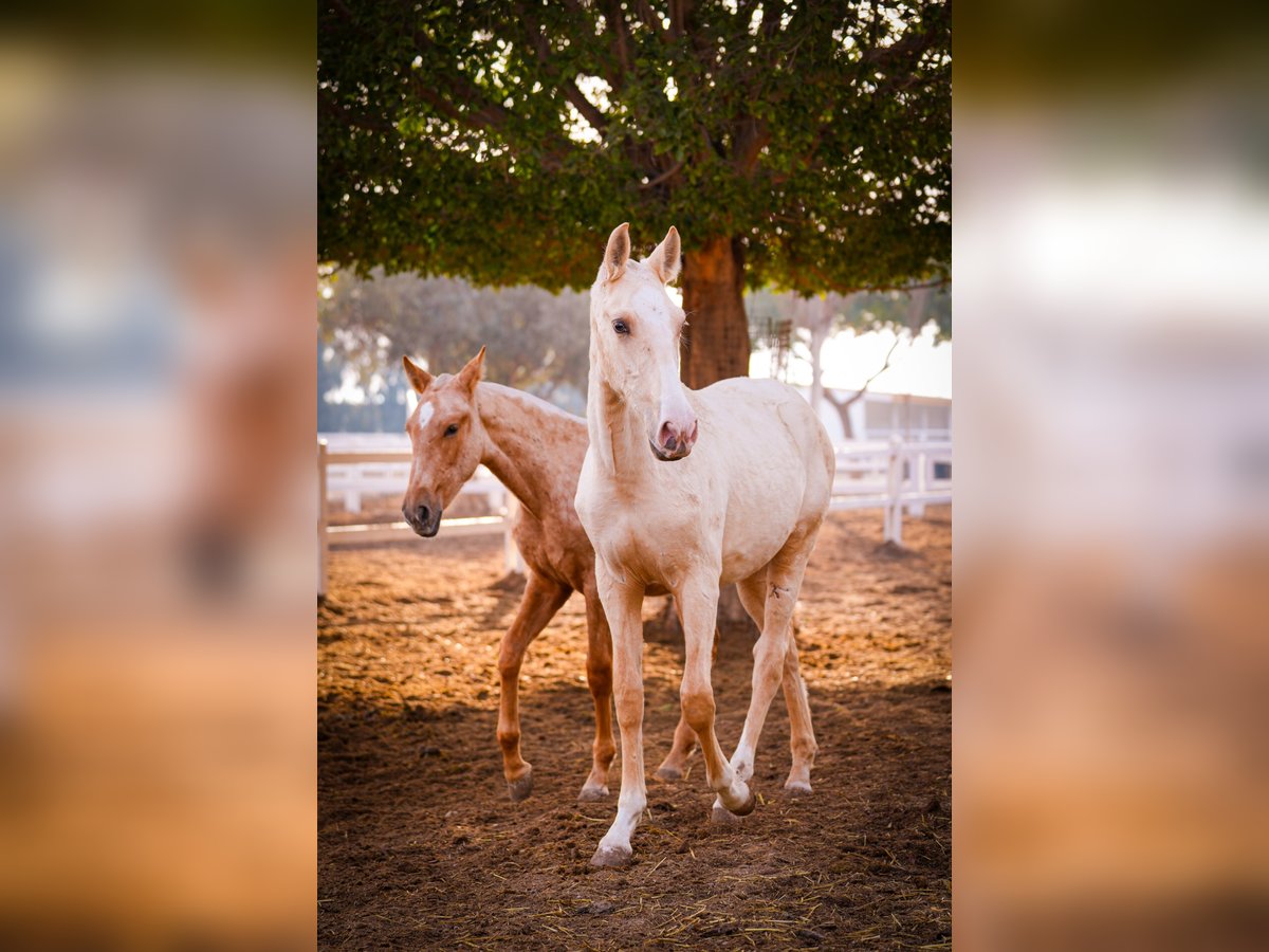 PRE Croisé Étalon 3 Ans 151 cm Palomino in Valencia