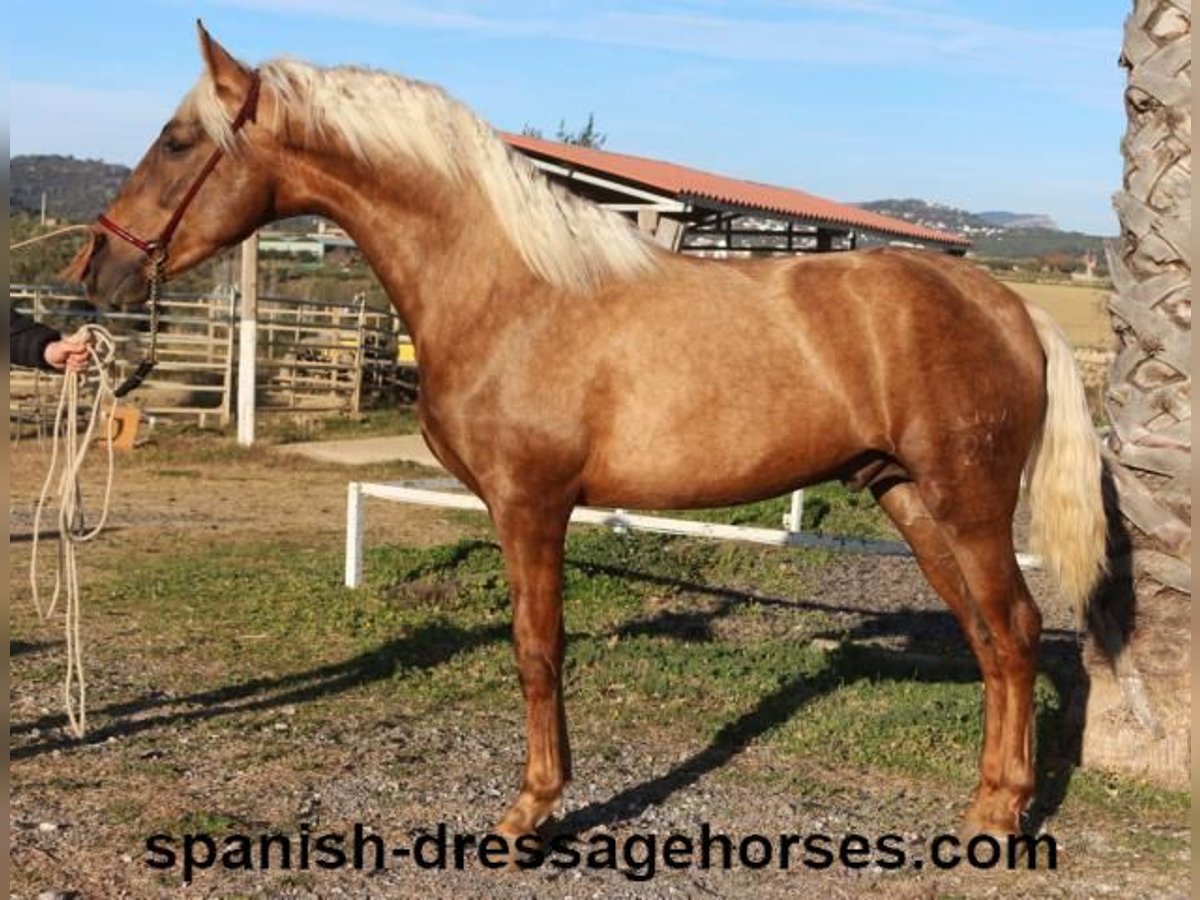 PRE Croisé Étalon 3 Ans 152 cm Palomino in Barcelona