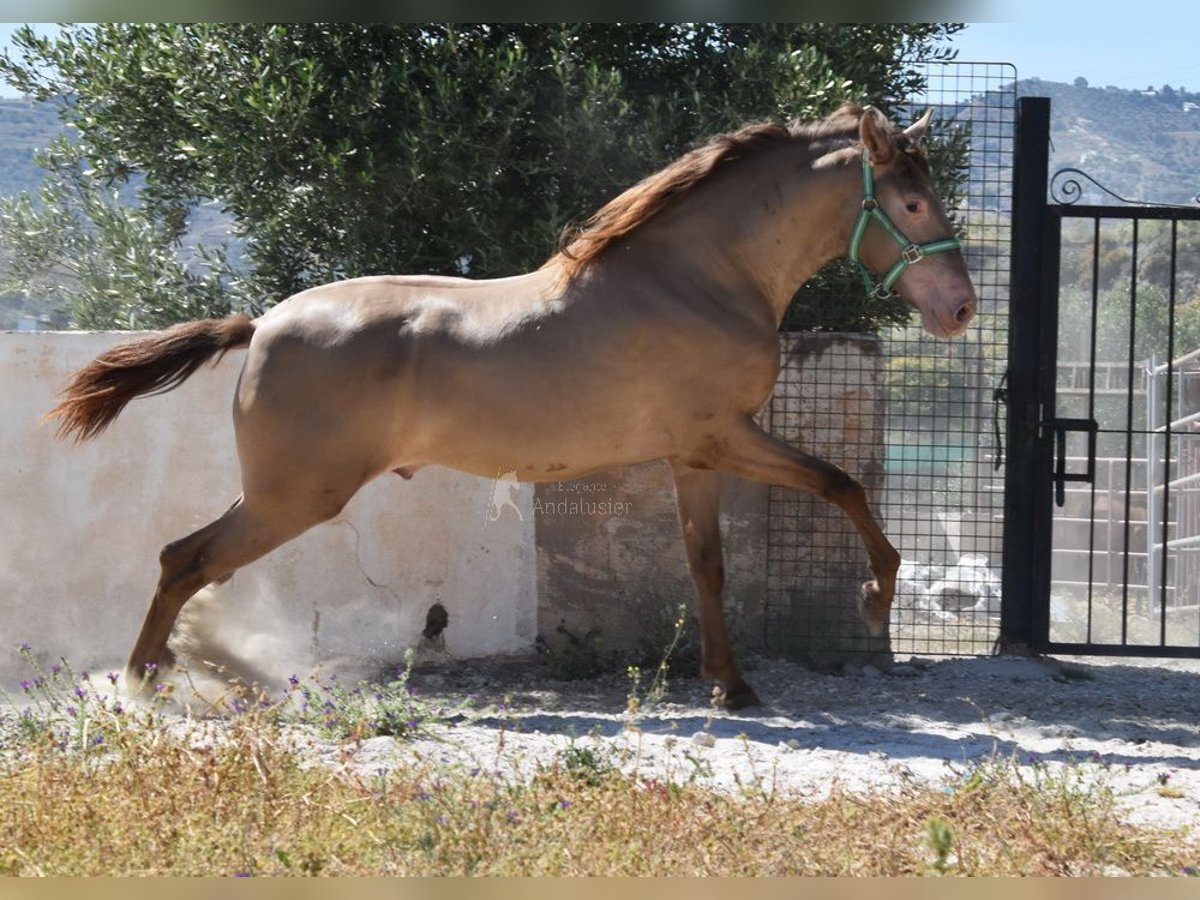 PRE Étalon 3 Ans 153 cm Perle in Provinz Malaga