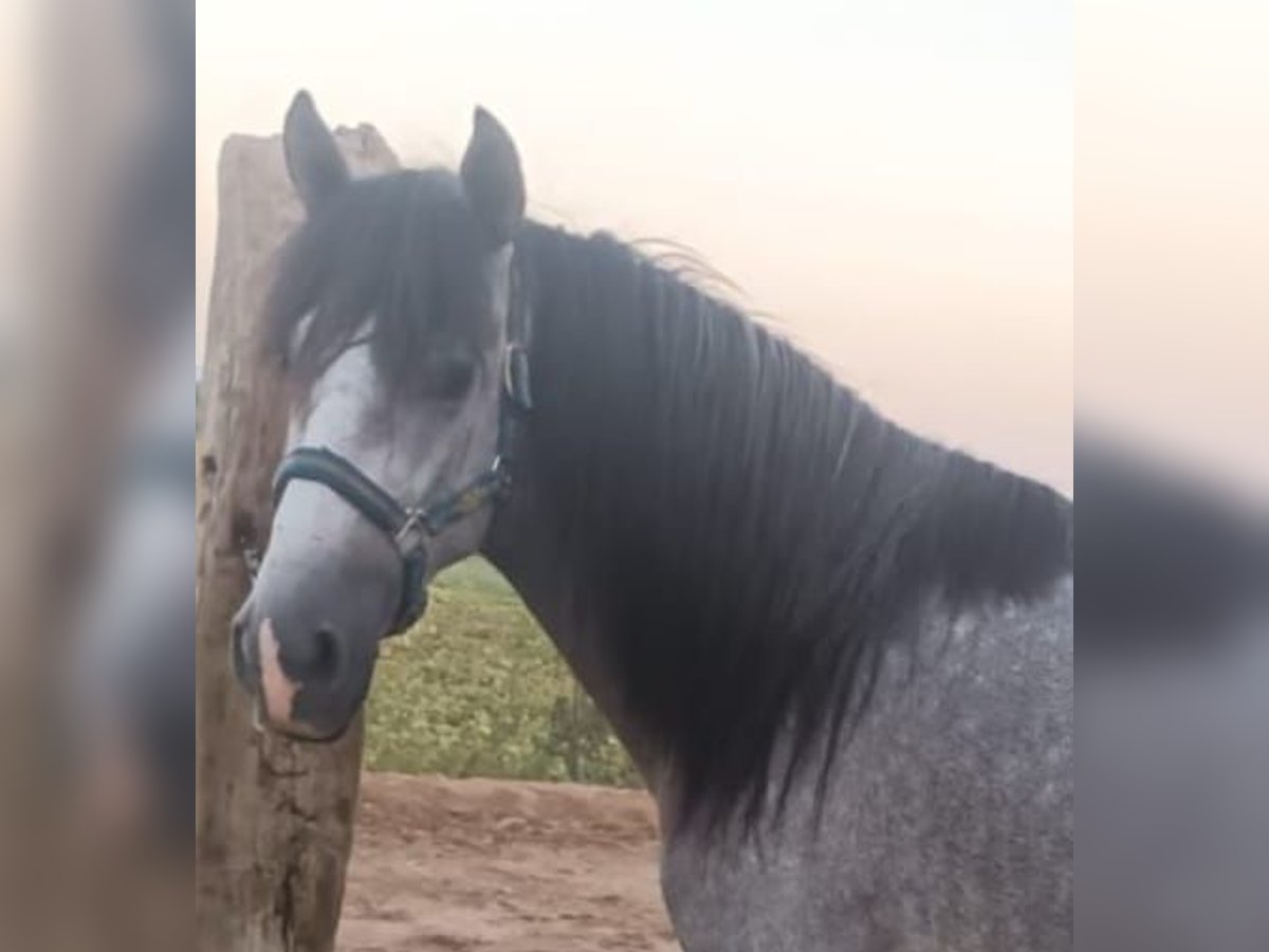 PRE Étalon 3 Ans 155 cm Gris pommelé in Chiclana de la Frontera