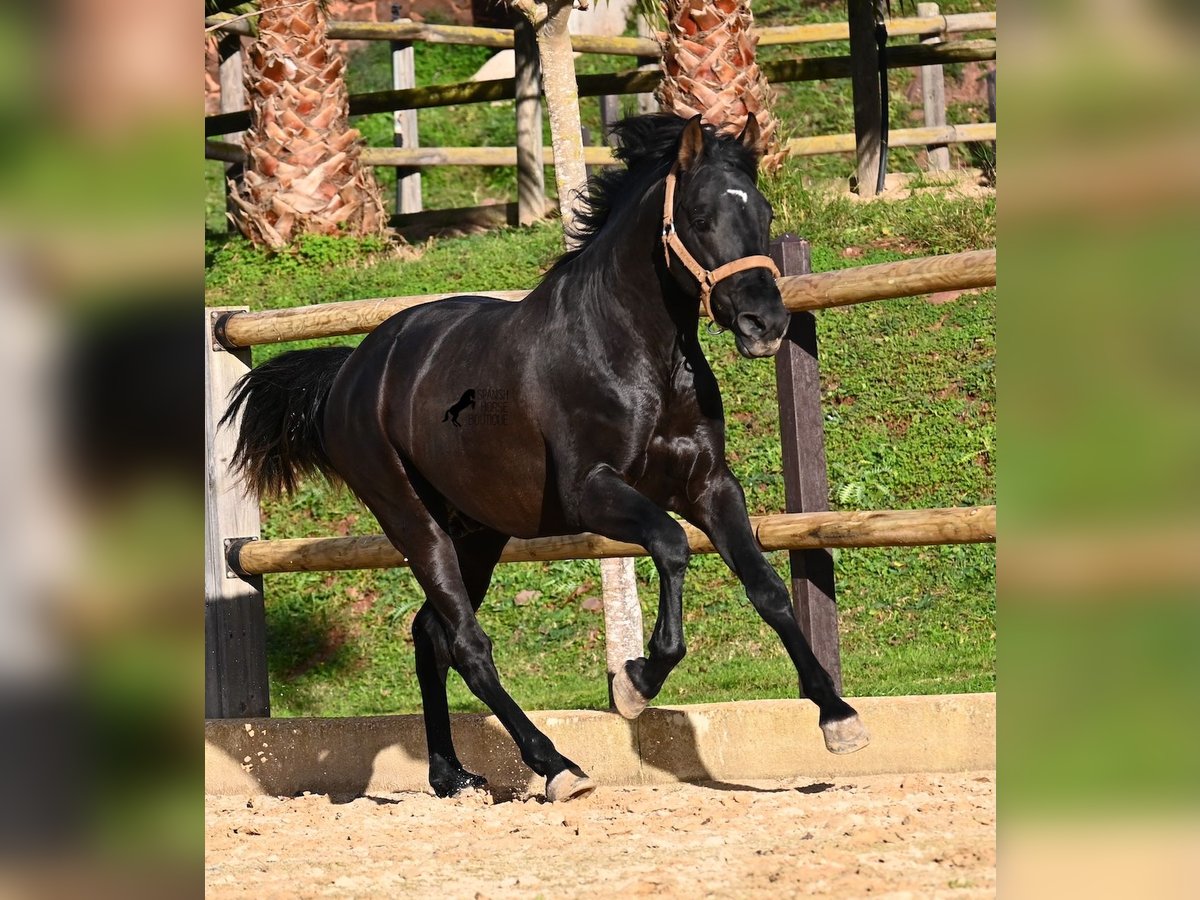 PRE Croisé Étalon 3 Ans 155 cm Noir in Menorca