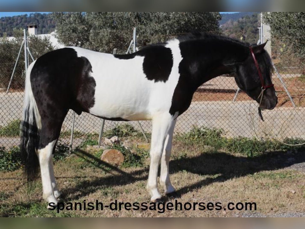 PRE Croisé Étalon 3 Ans 155 cm Pinto in Barcelona