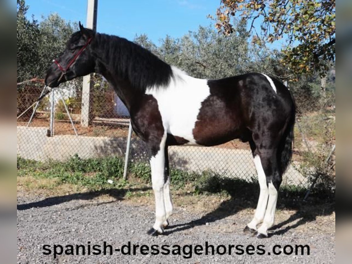 PRE Croisé Étalon 3 Ans 155 cm Pinto in Barcelona