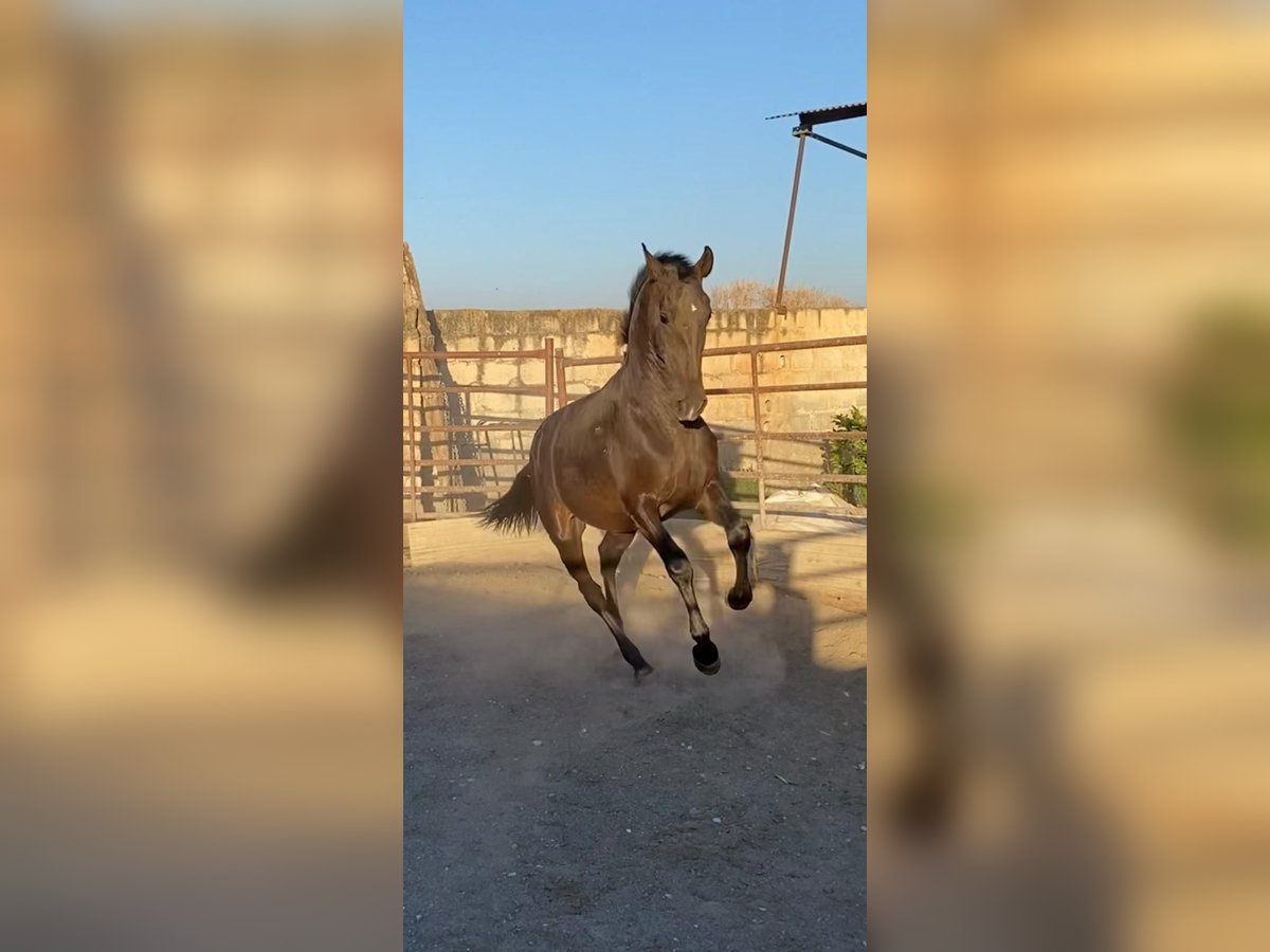 PRE Étalon 3 Ans 157 cm Bai brun in Valderrubio