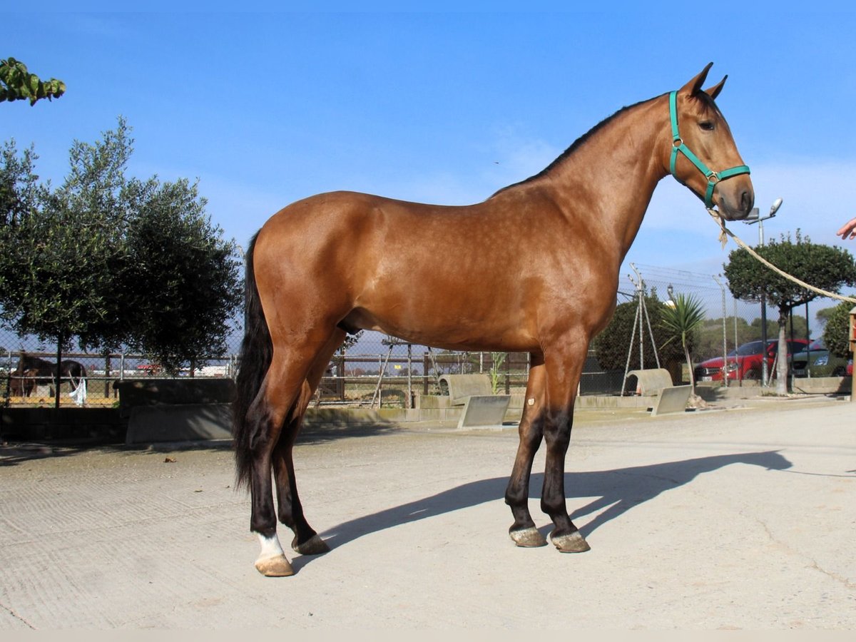 PRE Croisé Étalon 3 Ans 158 cm Bai in Hamburg