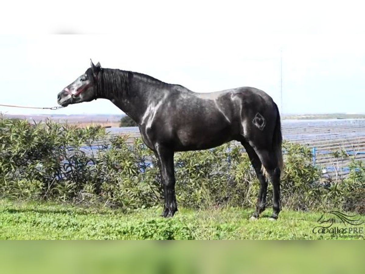 PRE Croisé Étalon 3 Ans 158 cm Gris in Badajoz