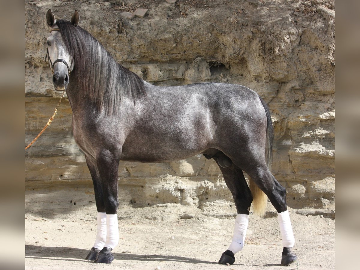 PRE Étalon 3 Ans 158 cm Gris in Granada