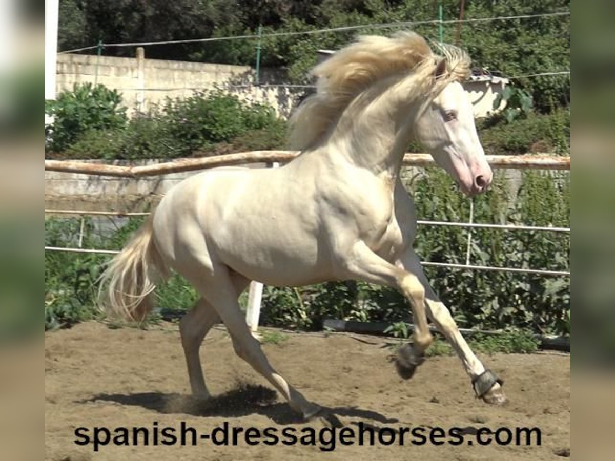 PRE Étalon 3 Ans 158 cm Perlino in Barcelona