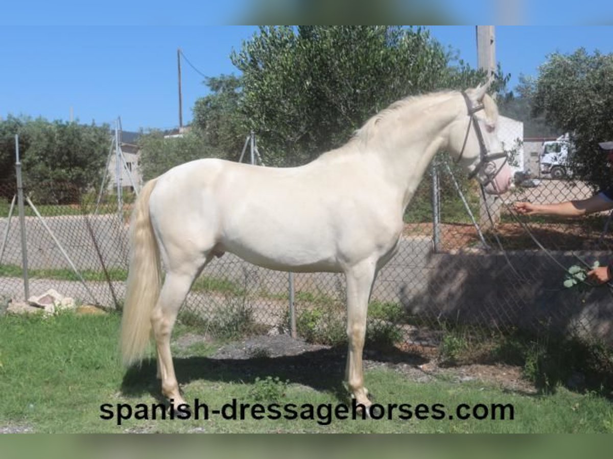 PRE Croisé Étalon 3 Ans 158 cm Perlino in Barcelona