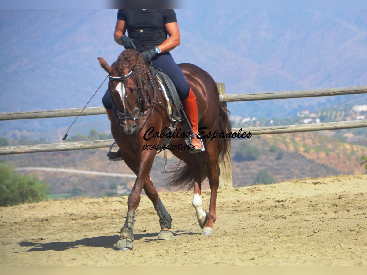 PRE Étalon 3 Ans 159 cm Alezan in Vejer de la Frontera