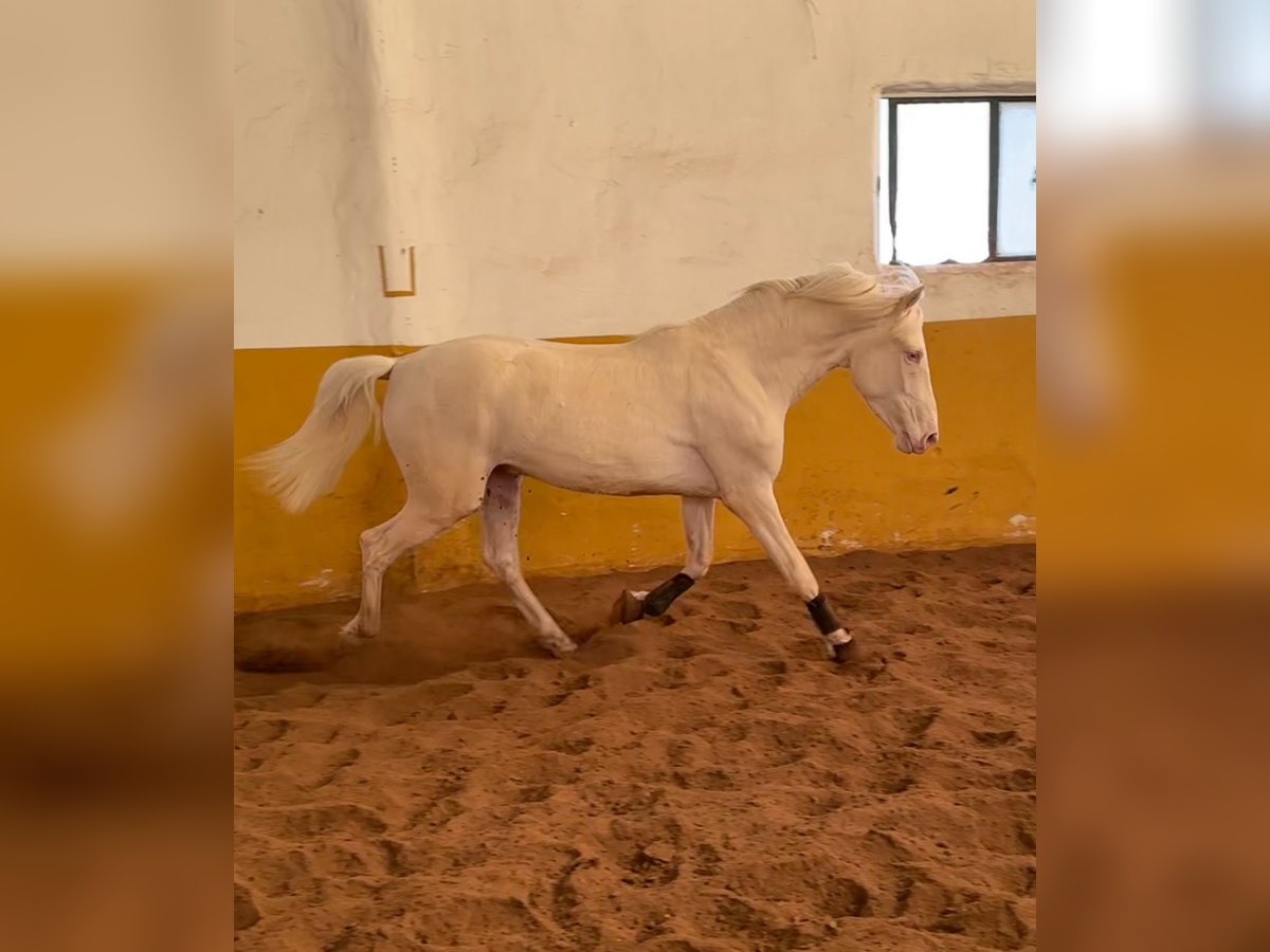 PRE Croisé Étalon 3 Ans 159 cm Cremello in Valderrubio