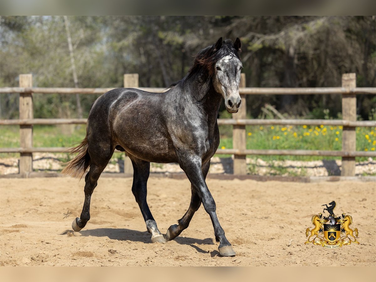PRE Croisé Étalon 3 Ans 159 cm Gris in Kerben