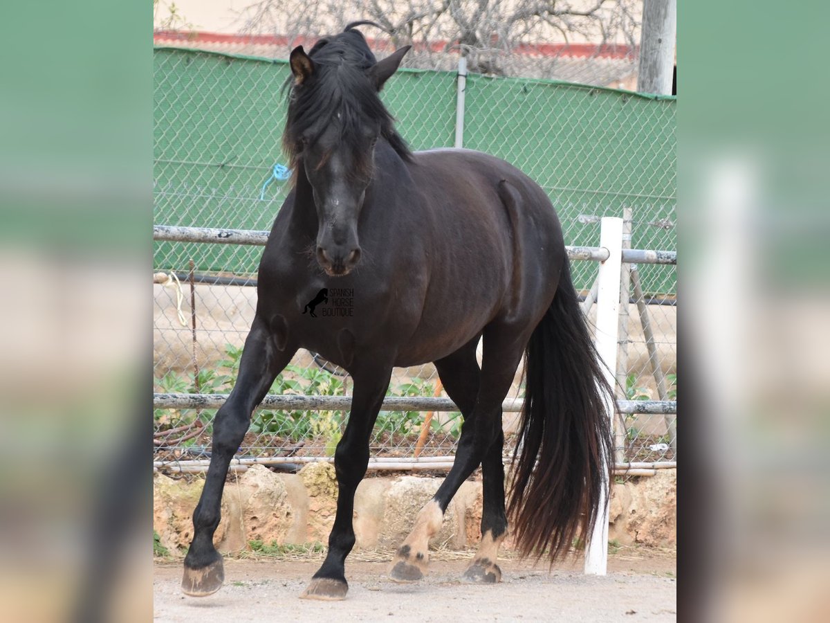 PRE Étalon 3 Ans 159 cm Noir in Mallorca