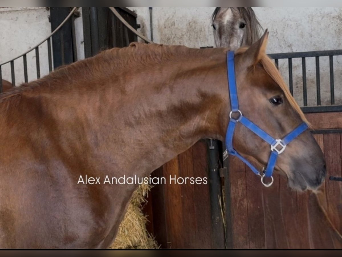 PRE Croisé Étalon 3 Ans 160 cm Alezan brûlé in Sevilla