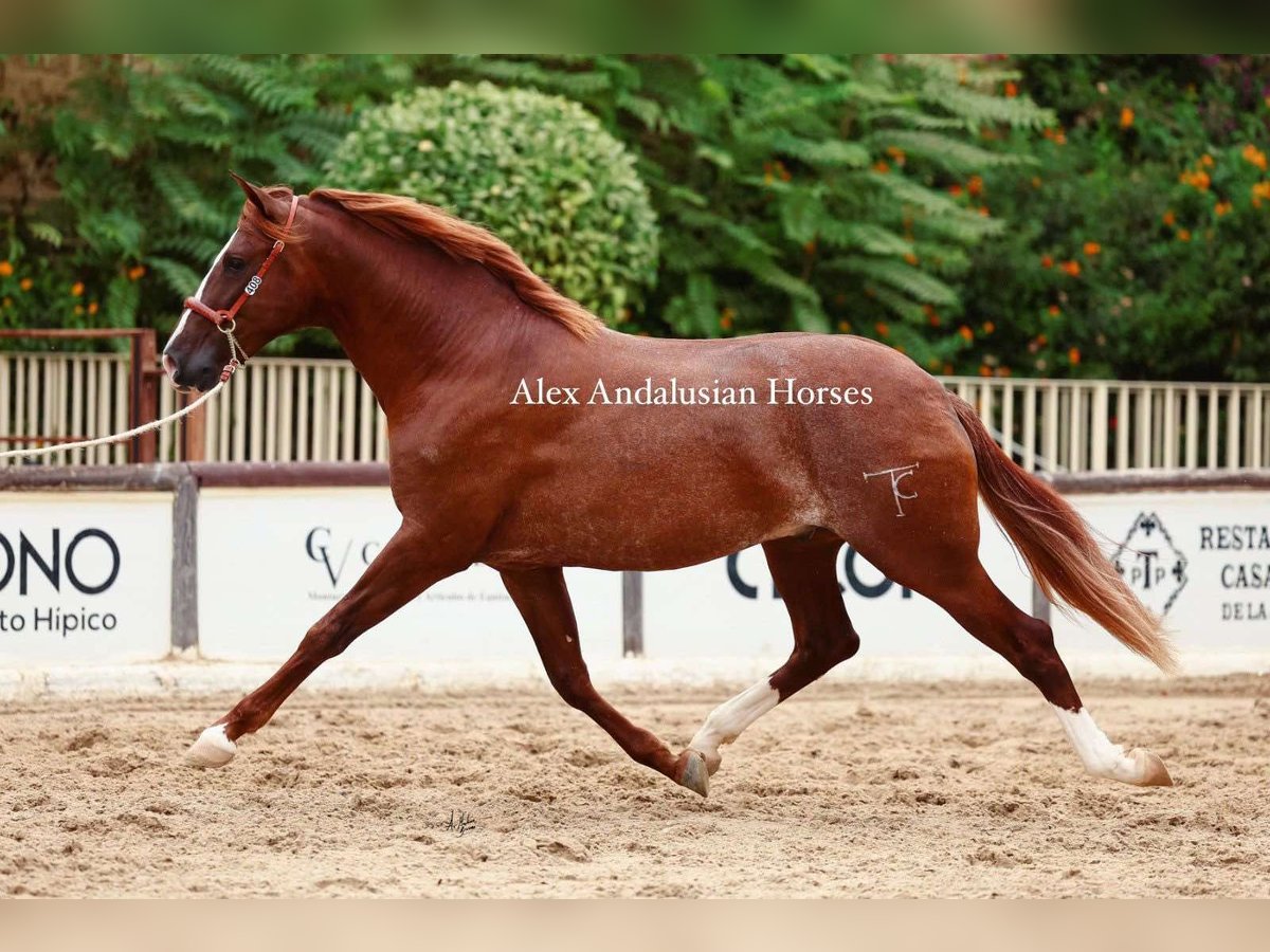 PRE Croisé Étalon 3 Ans 160 cm Alezan in Sevilla