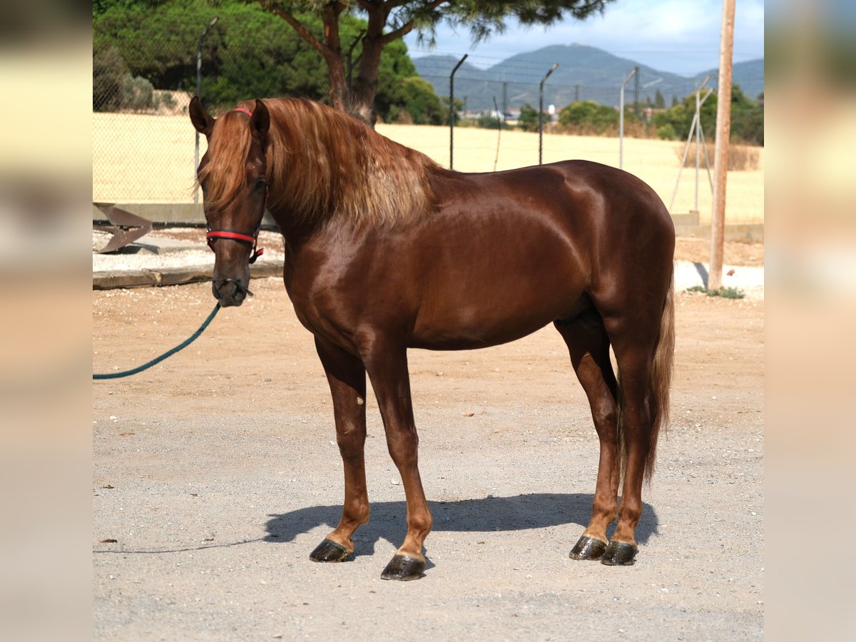 PRE Croisé Étalon 3 Ans 160 cm Alezan in Hamburg