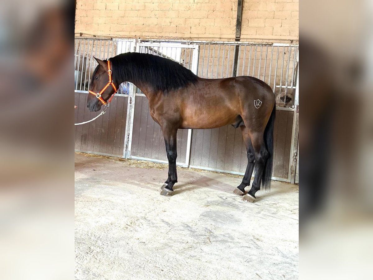 PRE Croisé Étalon 3 Ans 160 cm Bai cerise in Santa Perpetua de Mogoda