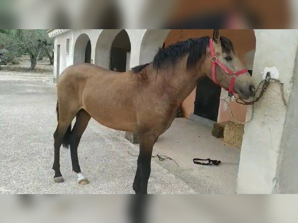 PRE Étalon 3 Ans 160 cm Bai in LAlcúdia